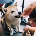 The Rise of Dog-Friendly Bars in Eastern Massachusetts