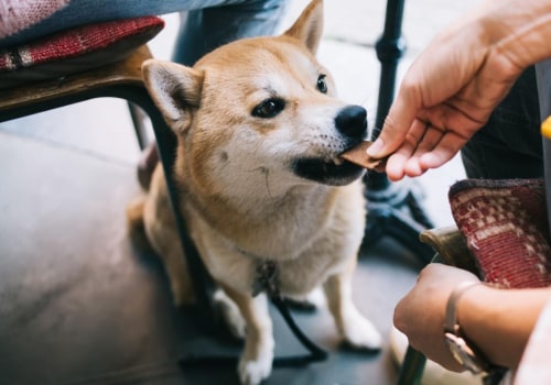 The Rise of Dog-Friendly Bars in Eastern Massachusetts